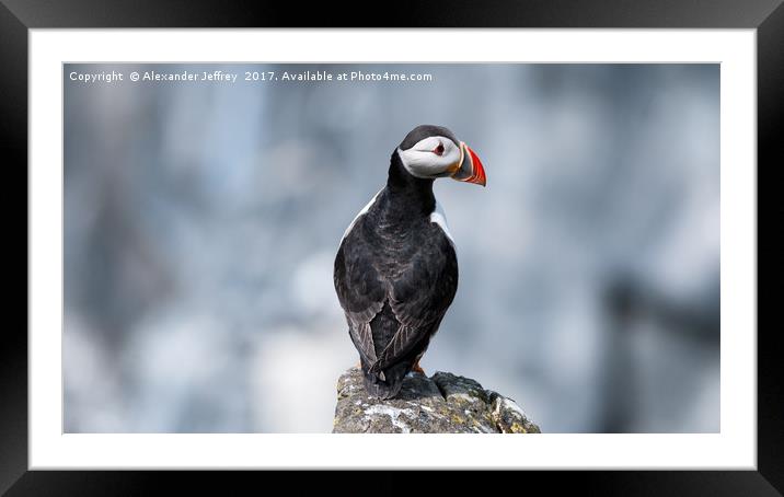 A Puffin's Perfect Pose Framed Mounted Print by Alexander Jeffrey