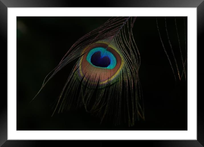 Peacock's plumage eye Framed Mounted Print by John Iddles