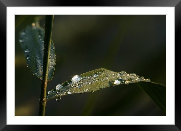 Dew Drops                                Framed Mounted Print by John Iddles
