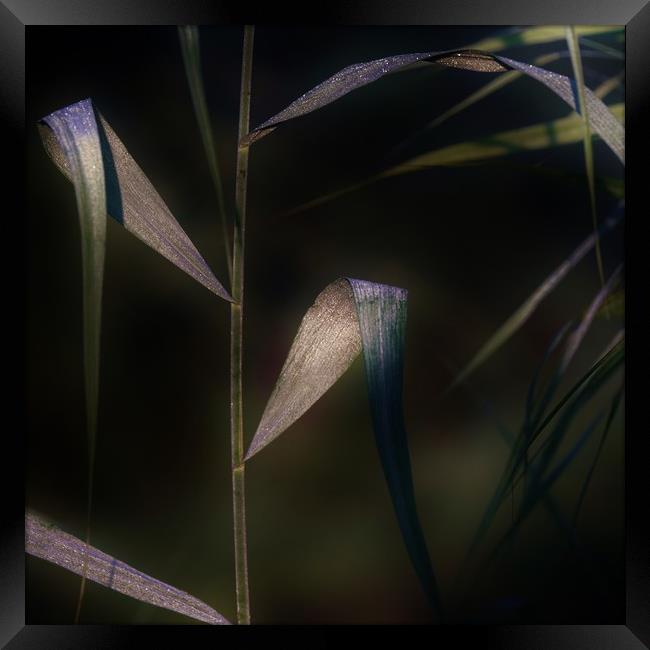 Dewdrops at Dawn Framed Print by John Iddles