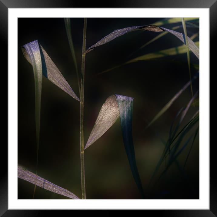 Dewdrops at Dawn Framed Mounted Print by John Iddles