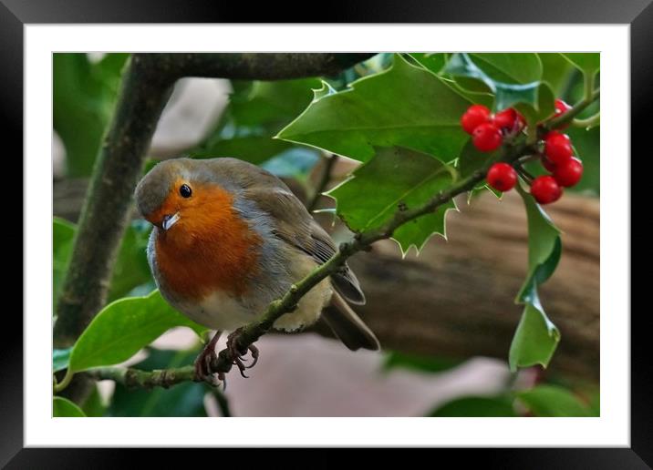 Robin and Holly Framed Mounted Print by John Iddles