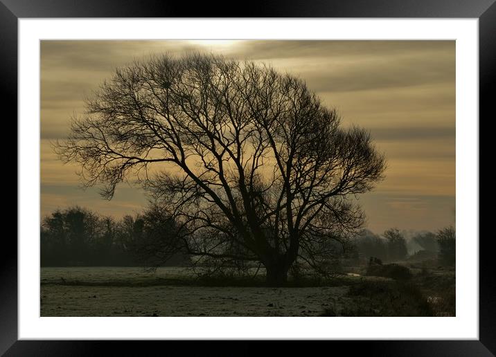 Winter tree silhouette Framed Mounted Print by John Iddles