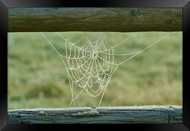 Frosty Web Framed Print by John Iddles