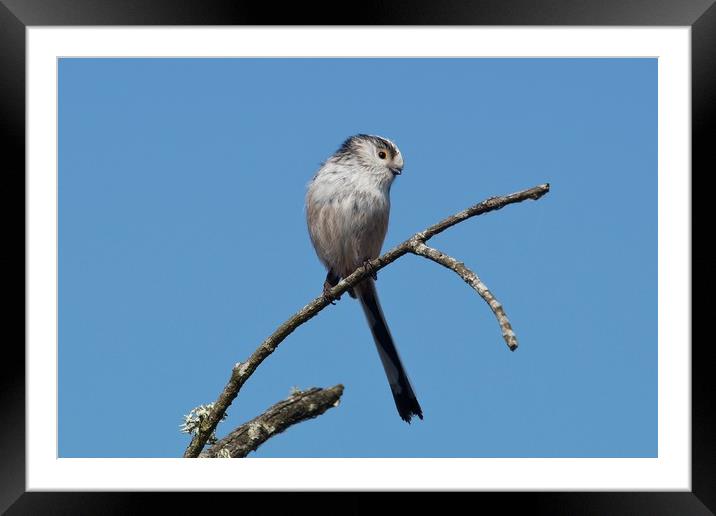 Long-tailed Tit on twig                            Framed Mounted Print by John Iddles