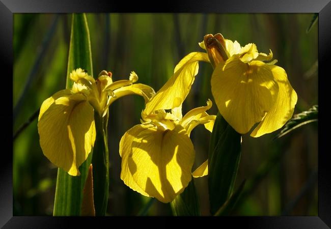 Yellow Flag Irises in evening sunlight Framed Print by John Iddles
