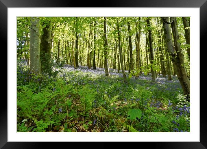 Bluebells in Long Wood                             Framed Mounted Print by John Iddles