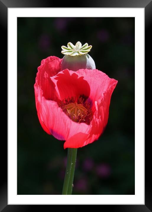 Red Poppy Framed Mounted Print by John Iddles