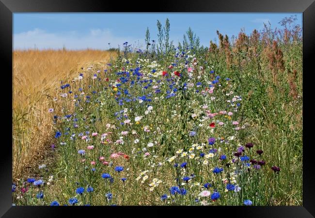 Sunny Wildflower Meadow Framed Print by John Iddles