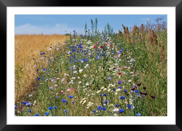 Sunny Wildflower Meadow Framed Mounted Print by John Iddles