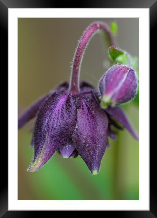 Aquilegia Vulgaris Framed Mounted Print by Milton Cogheil