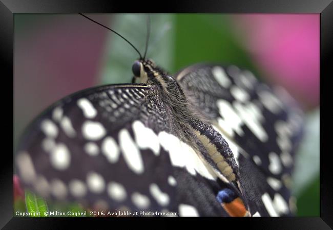 Common Lime Butterfly Framed Print by Milton Cogheil