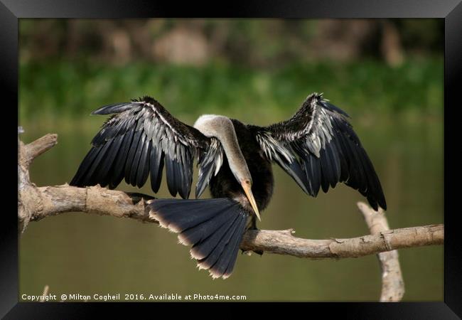 Grooming Snakebird Framed Print by Milton Cogheil