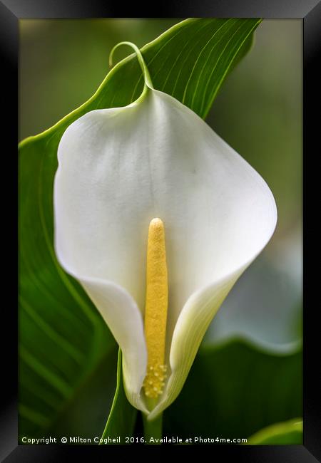 White Lily Framed Print by Milton Cogheil