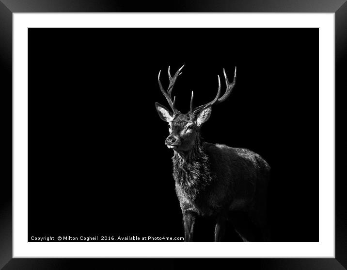 Red Deer 1 - Black Series Framed Mounted Print by Milton Cogheil