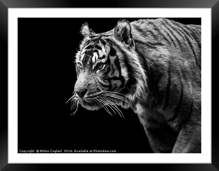 Tiger 1 - Black Series Framed Mounted Print by Milton Cogheil