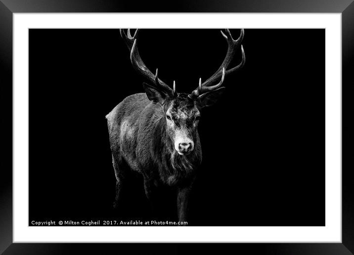 Red Deer 2 - Black Series Framed Mounted Print by Milton Cogheil