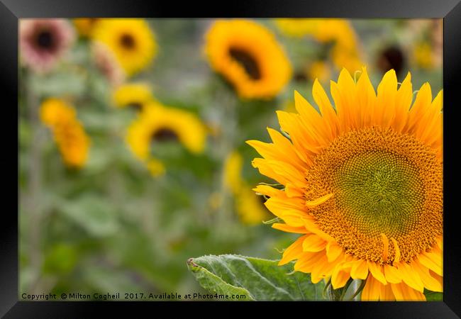Sunflower Field I Framed Print by Milton Cogheil