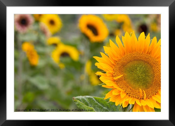 Sunflower Field I Framed Mounted Print by Milton Cogheil