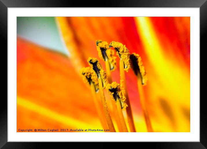 Floral Matchsticks Framed Mounted Print by Milton Cogheil