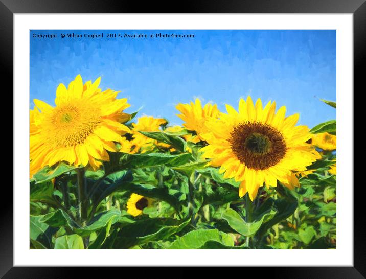 Sunflower Field II Digital Art Framed Mounted Print by Milton Cogheil