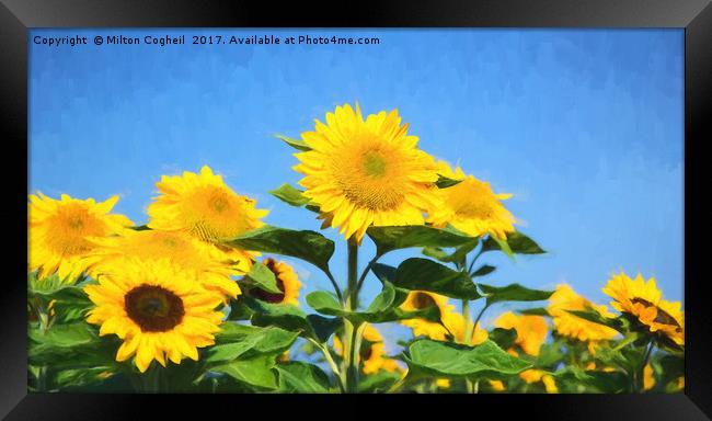 Sunflower Field III Digital Art Framed Print by Milton Cogheil