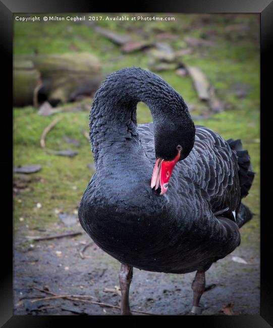 Black Swan 1 Framed Print by Milton Cogheil