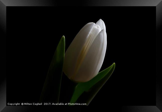 Into The Light Framed Print by Milton Cogheil