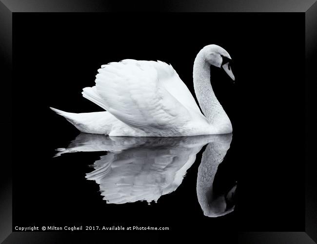 Swan 1 - Black Series Framed Print by Milton Cogheil