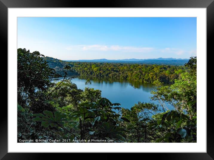 Amazon Rainforest Framed Mounted Print by Milton Cogheil