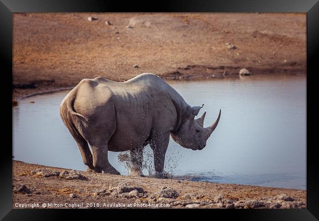 A Black Rhino at a watering hole in Etosha Nationa Framed Print by Milton Cogheil