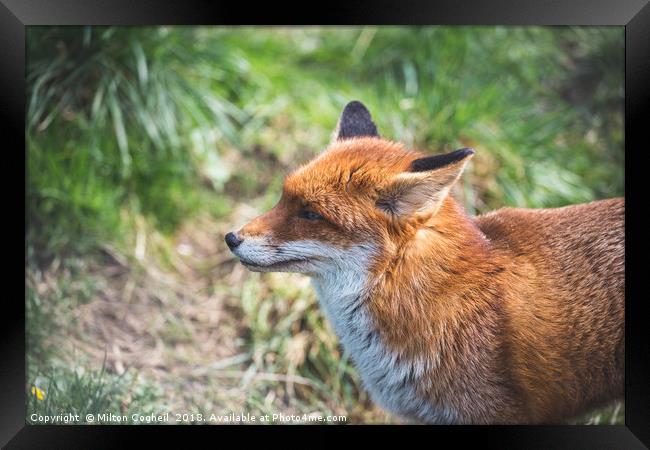 European Red Fox Framed Print by Milton Cogheil