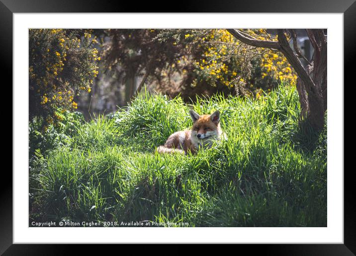 Resting Red Fox Framed Mounted Print by Milton Cogheil