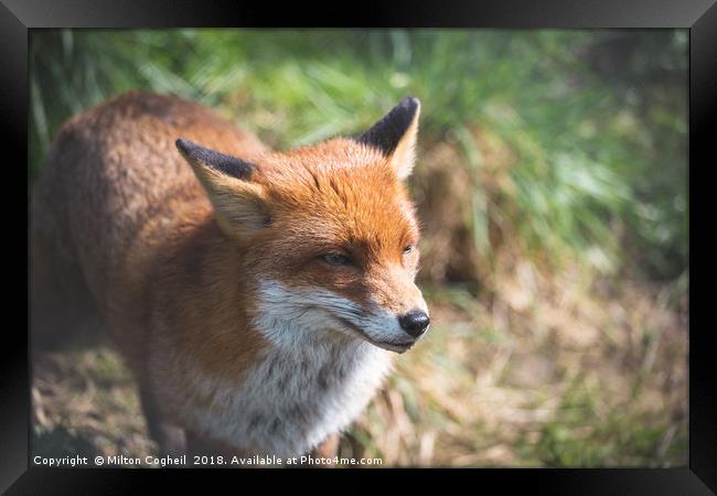 Red Fox Framed Print by Milton Cogheil