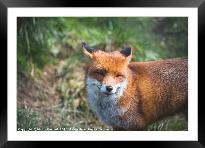 British Red Fox Framed Mounted Print by Milton Cogheil