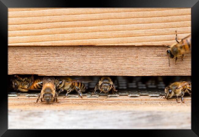 Western honey bees at the entrance of a wooden beehive Framed Print by Milton Cogheil