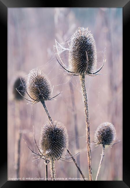 Teasels covered in wet spiders cobweb Framed Print by Milton Cogheil