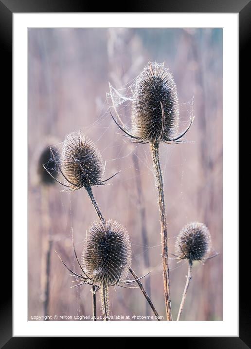 Teasels covered in wet spiders cobweb Framed Mounted Print by Milton Cogheil