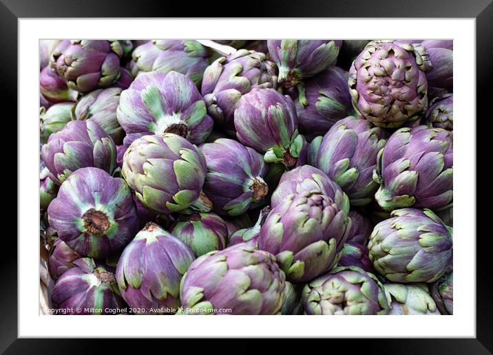 Organic purple globe artichokes Framed Mounted Print by Milton Cogheil