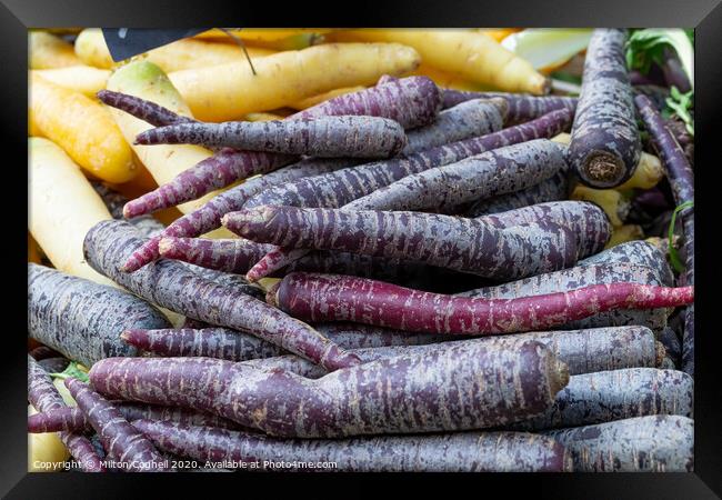Pile of purple carrots on a market stall. Framed Print by Milton Cogheil