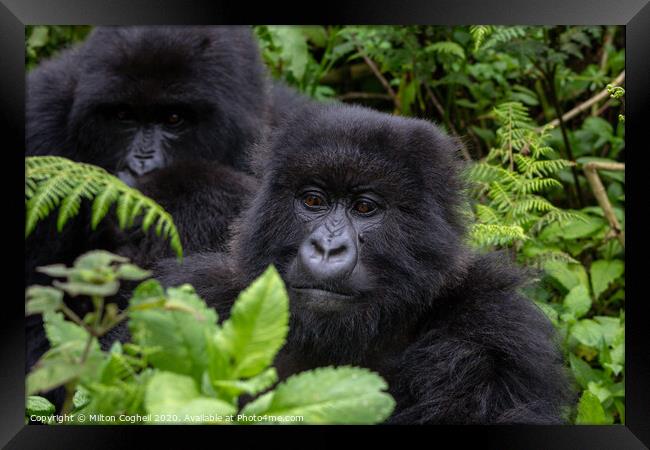 Mountain gorillas in the Volcanoes National Park, Rwanda Framed Print by Milton Cogheil