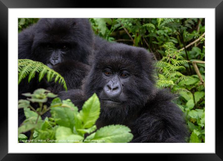 Mountain gorillas in the Volcanoes National Park, Rwanda Framed Mounted Print by Milton Cogheil