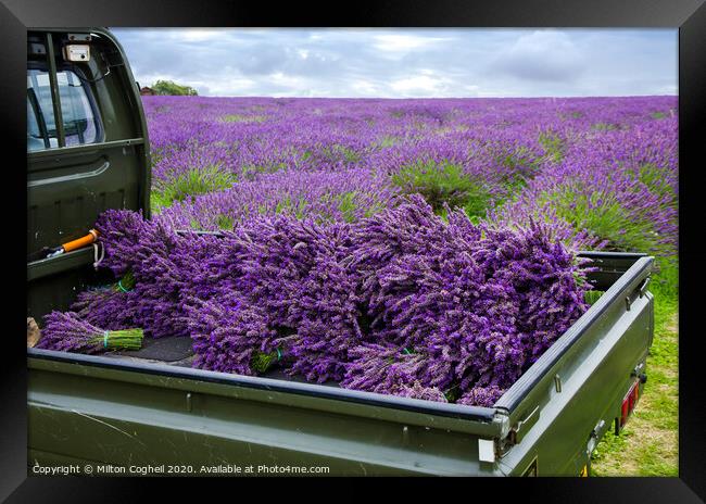 Mayfield Lavender Farm Framed Print by Milton Cogheil