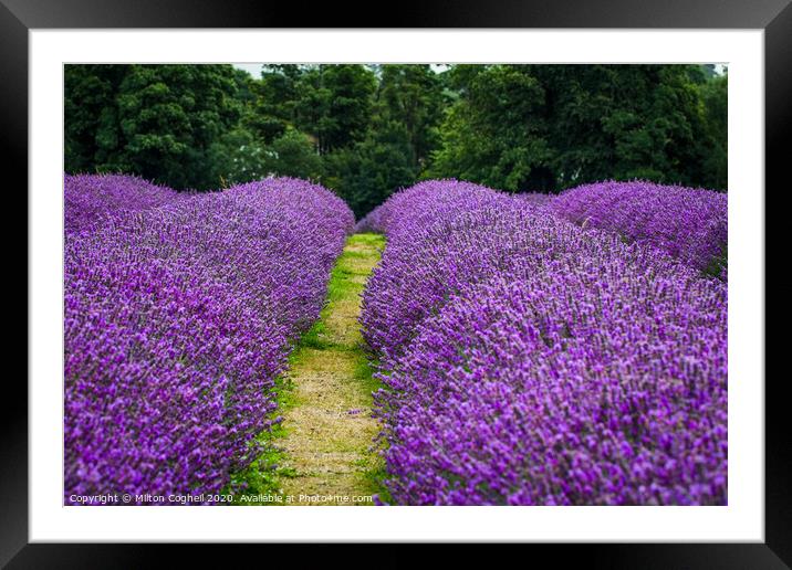 Lavender Rows Framed Mounted Print by Milton Cogheil