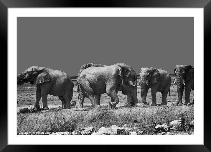 Namibian Elephants Framed Mounted Print by Milton Cogheil