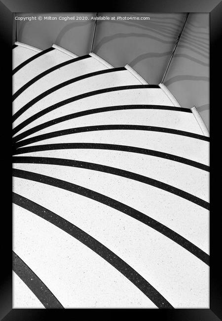 Spiral Zebra Framed Print by Milton Cogheil