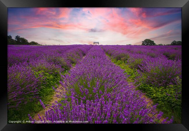 Mayfield Lavender Farm Framed Print by Milton Cogheil