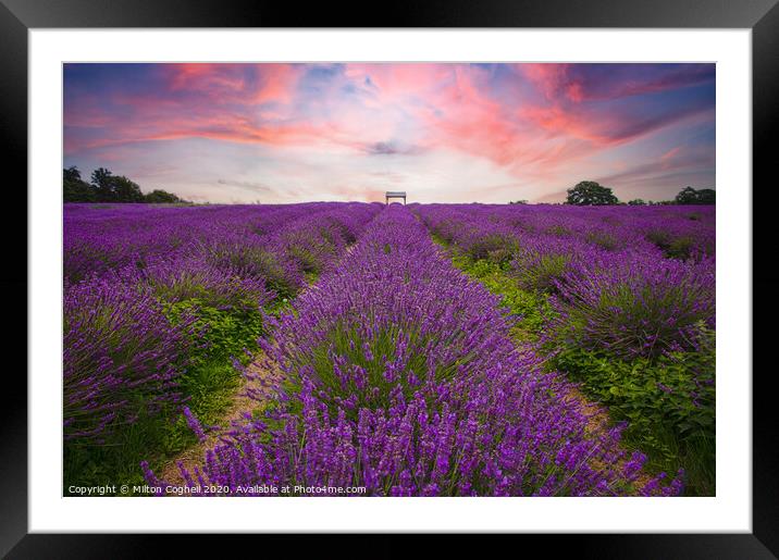 Mayfield Lavender Farm Framed Mounted Print by Milton Cogheil