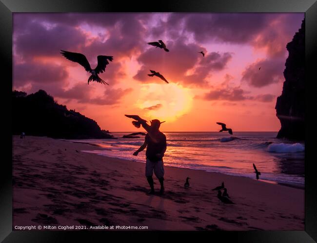 Flying Frigate birds being fed Fernando de Noronha, Brazil Framed Print by Milton Cogheil