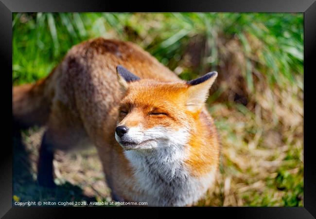 Smiling Red Fox Framed Print by Milton Cogheil